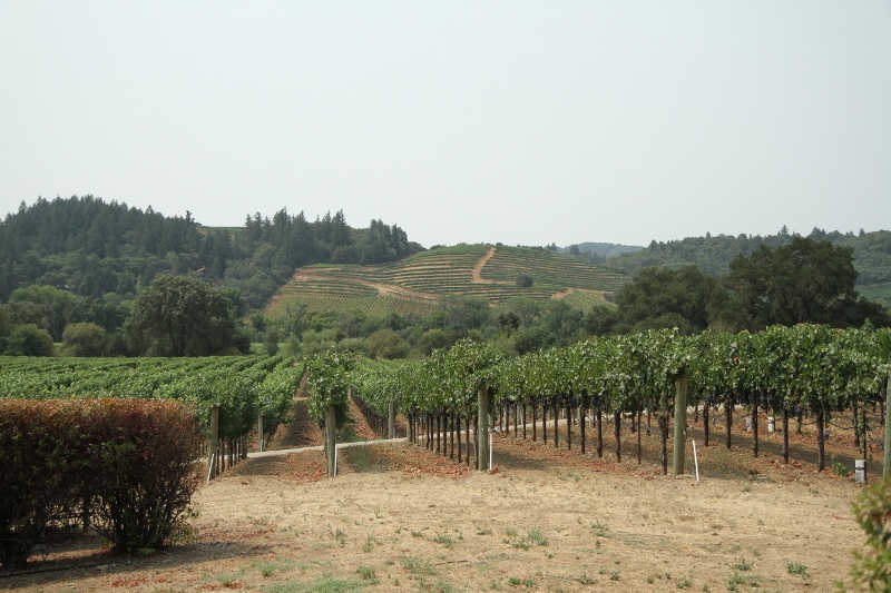 Dutcher and Bella Vineyards