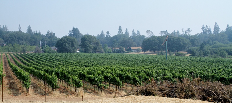 Dunn Vineyard