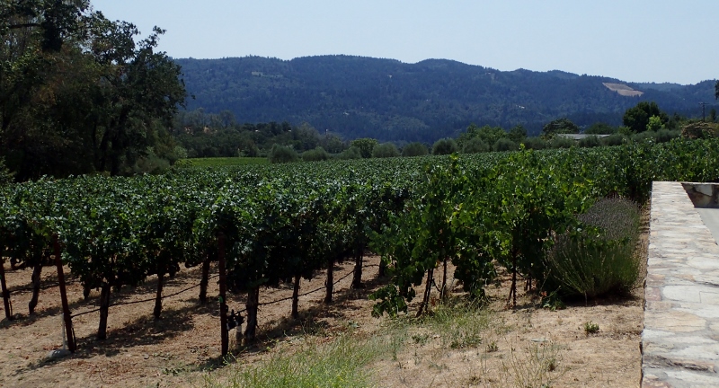 Kelly Fleming vineyard